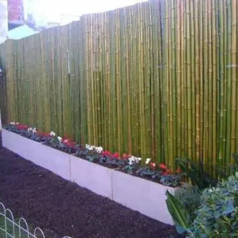 Cercos Bambu